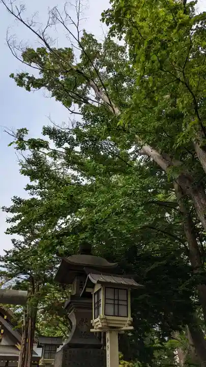 新琴似神社の自然