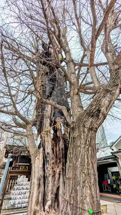 飛木稲荷神社の自然