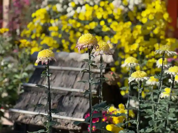 富士山本宮浅間大社の自然