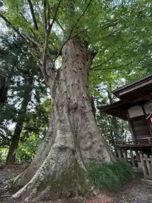 八幡宮(栃木県)