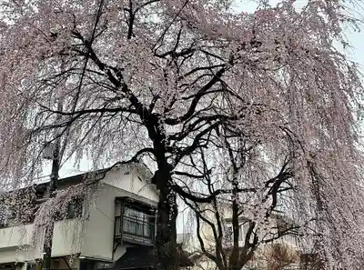 天満天神社(普門院天満宮)(長野県)