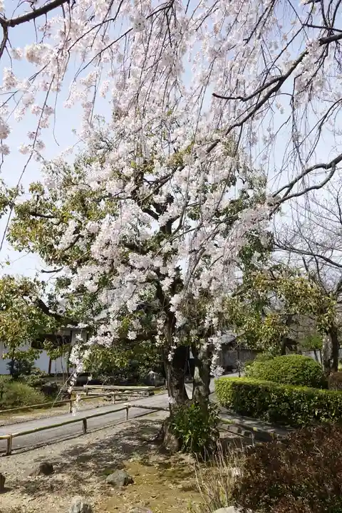 上品蓮台寺の自然
