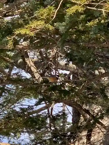 留辺蘂神社の動物