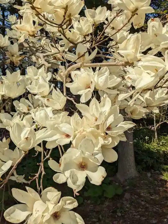 北海道神宮の自然