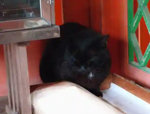 藤森神社の動物