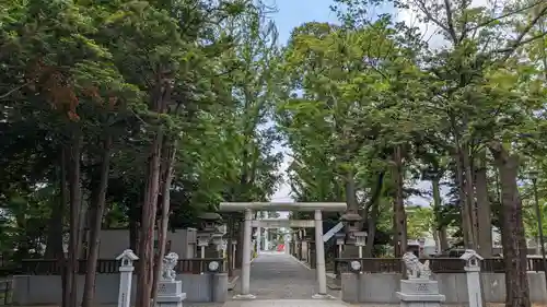 新琴似神社の鳥居