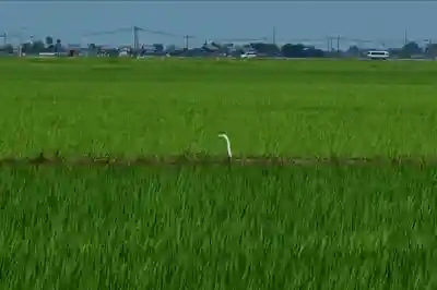 鞍掛神社(新潟県)