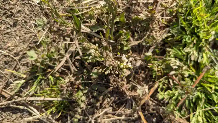 玉野御嶽神社の自然