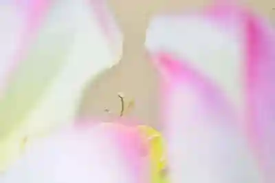 浄土寺(兵庫県)