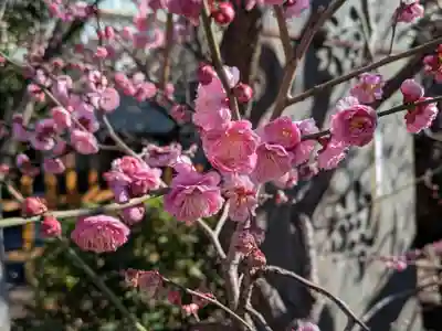 亀戸天神社(東京都)