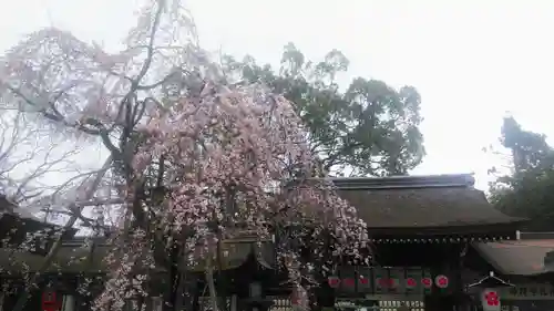 平野神社の自然