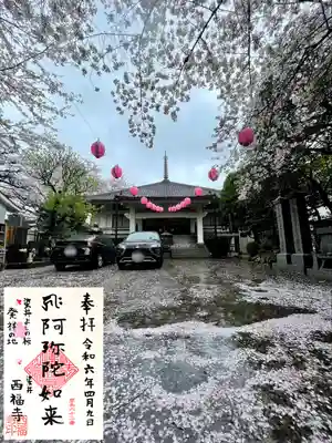 風と雨で少し散った桜が綺麗な境内と本堂と桜の印があしらわれた通年の御朱印
