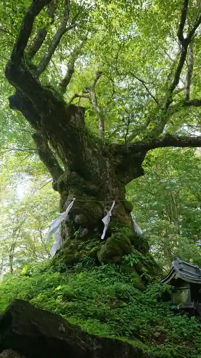 しなの木神社の{uncategorized: "未分類", other: "その他", undefined: "問題あり", building: "その他建物", grave: "お墓", sacred_gate: "鳥居", guardian: "狛犬", statue: "像", buddha: "仏像", history: "歴史", nature: "自然", garden: "庭園", animal: "動物", pagoda: "塔", temizu: "手水舎", mountain_gate: "山門・神門", sanctuary: "本殿・本堂", subordinate: "末社・摂社", art: "芸術", scenery: "景色", jizo: "地蔵", ema: "絵馬", goshuin: "御朱印", omikuji: "おみくじ", items: "授与品その他", amulet: "お守り", goshuincho: "御朱印帳", eats: "食事", festival: "お祭り", votive_dance: "神楽", shichigosan: "七五三参", wedding: "結婚式", experience: "体験その他", initially: "初詣", around: "周辺", anti_infection: "感染症対策"}