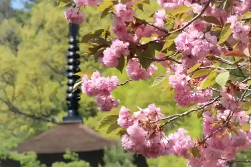 国宝 大法寺の自然