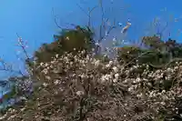 鹿島大神宮の自然