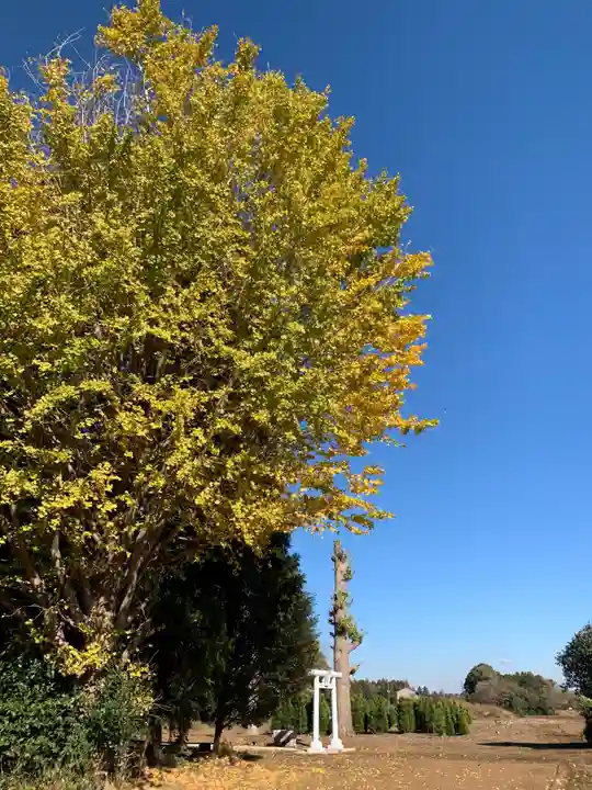 明治神宮(千葉県)