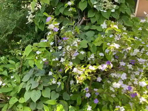 大巧寺(神奈川県)