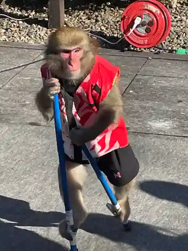 櫻木神社の動物