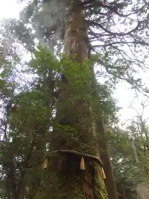 箱根神社(神奈川県)