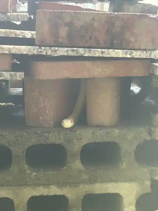 岩国白蛇神社の御朱印