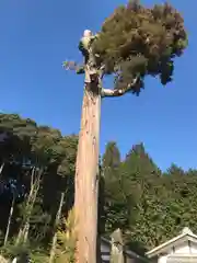 大野神社の自然