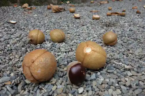 早馬神社の自然