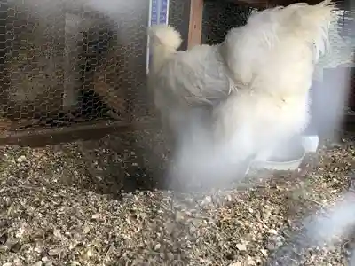 櫻木神社(東京都)