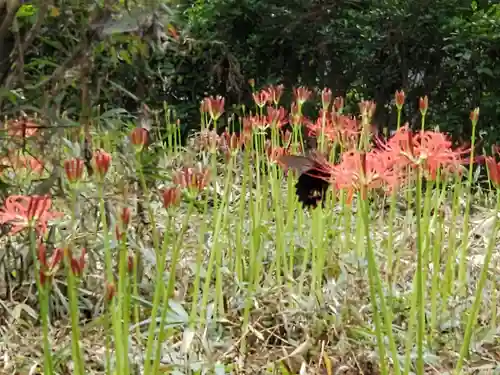 沙沙貴神社の動物