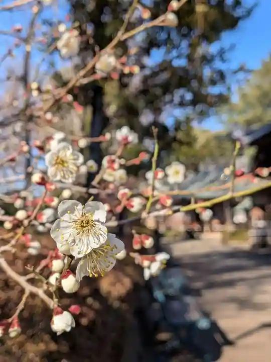 妙法寺(東京都)
