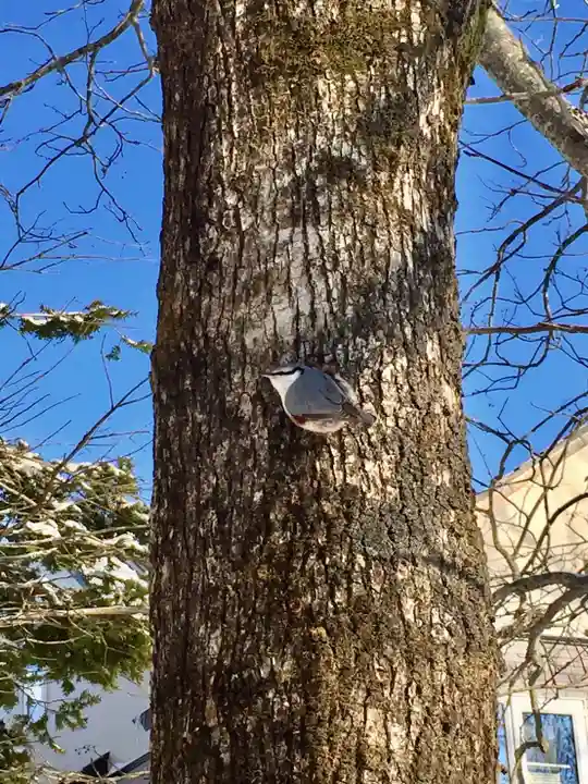 釧路一之宮 厳島神社の動物