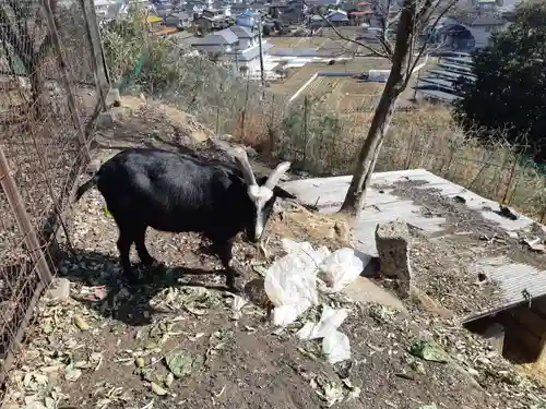 加茂別雷神社の動物