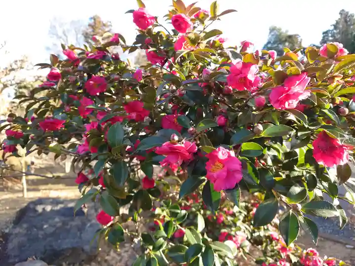 興聖寺(栃木県)