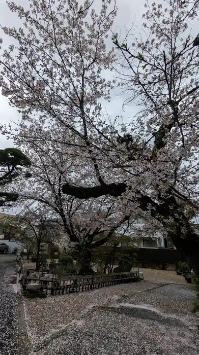 墨染寺(桜寺)(京都府)