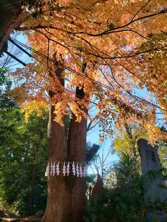 代々木八幡宮の自然
