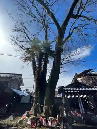 武道天神社の自然
