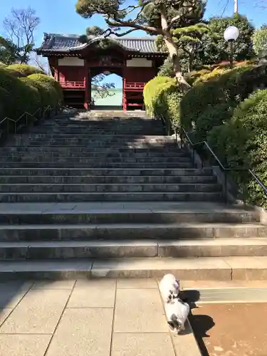 護国寺の山門