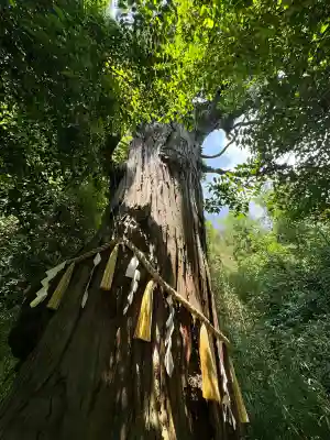 陸奥総社宮の{uncategorized: "未分類", other: "その他", undefined: "問題あり", building: "その他建物", grave: "お墓", sacred_gate: "鳥居", guardian: "狛犬", statue: "像", buddha: "仏像", history: "歴史", nature: "自然", garden: "庭園", animal: "動物", pagoda: "塔", temizu: "手水舎", mountain_gate: "山門・神門", sanctuary: "本殿・本堂", subordinate: "末社・摂社", art: "芸術", scenery: "景色", jizo: "地蔵", ema: "絵馬", goshuin: "御朱印", omikuji: "おみくじ", items: "授与品その他", amulet: "お守り", goshuincho: "御朱印帳", eats: "食事", festival: "お祭り", votive_dance: "神楽", shichigosan: "七五三参", wedding: "結婚式", experience: "体験その他", initially: "初詣", around: "周辺", anti_infection: "感染症対策"}