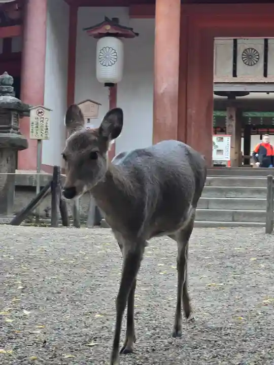 春日大社(奈良県)
