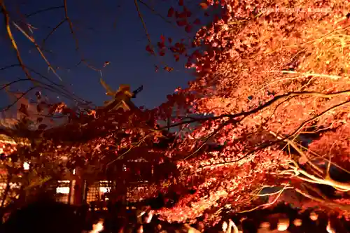 大山阿夫利神社の自然