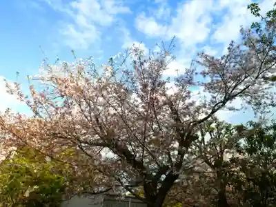 上品蓮台寺の自然