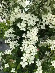 眞中神社の自然