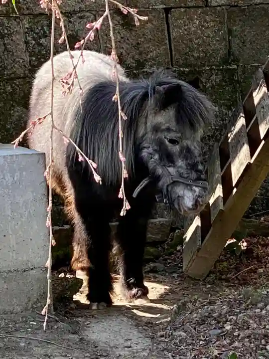 大石神社の動物