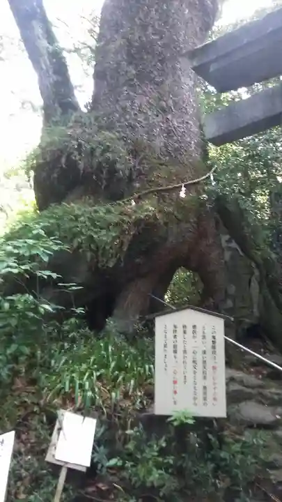 東霧島神社の自然