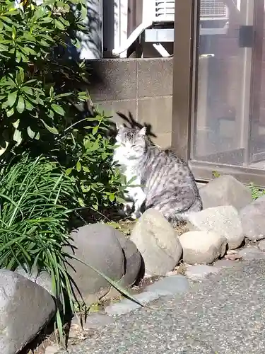 杉杜白髭神社(福井県)
