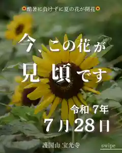 宝光寺(北海道)(2025年07月28日(月) 14時08分33秒投稿)