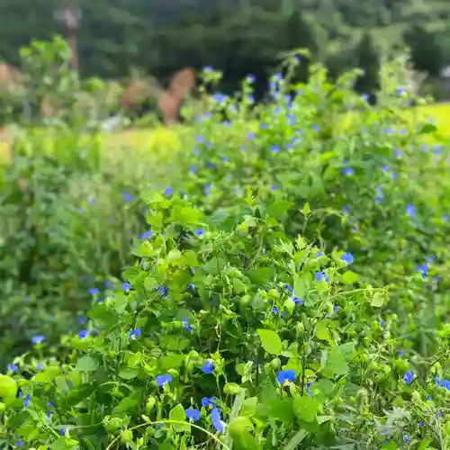高司神社〜むすびの神の鎮まる社〜の自然