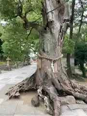 船玉神社（住吉大社摂社）の自然