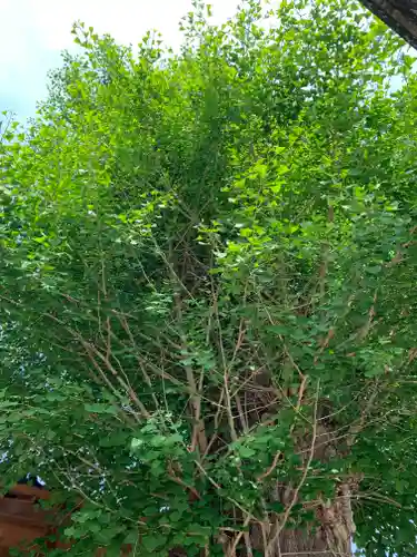 大六天麻王神社(福島県)