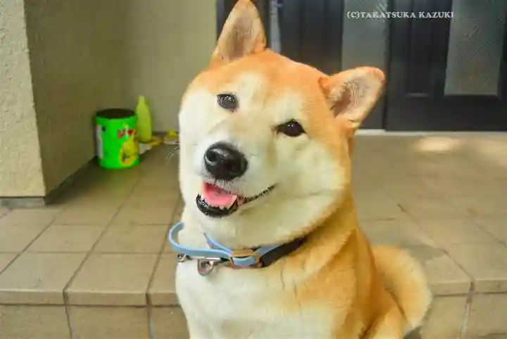 笠䅣稲荷神社(神奈川県)