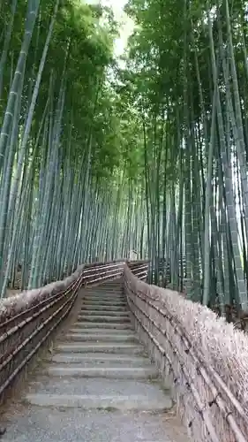 化野念仏寺の自然